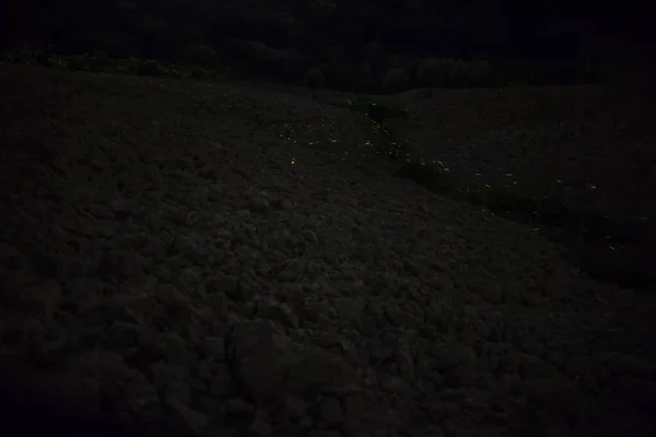 Fireflies Meadow Stars — Stock Photo, Image