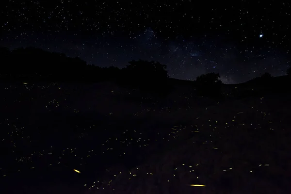 Fireflies Fly Night Dry Ground Starry Sky — Stock Photo, Image