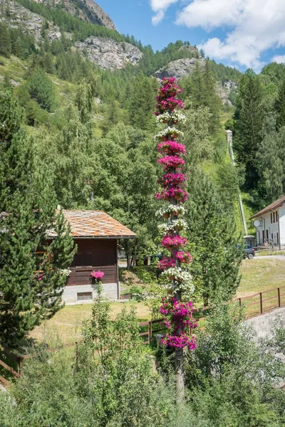 Kolumn Blommor Alpina Dalen Med Byggnader Och Utsikt Över Byn — Stockfoto