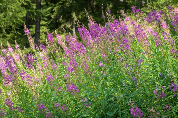 Alpesi Virágok Völgyben Nyáron — Stock Fotó
