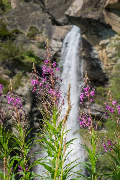 Alpejskie Kwiaty Dolinie Latem — Zdjęcie stockowe