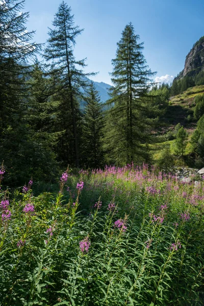 Flores Alpinas Vale Verão — Fotografia de Stock