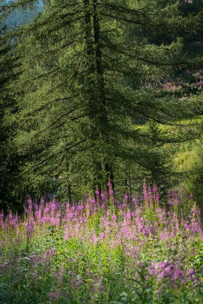 Alpenbloemen Het Dal Zomer — Stockfoto