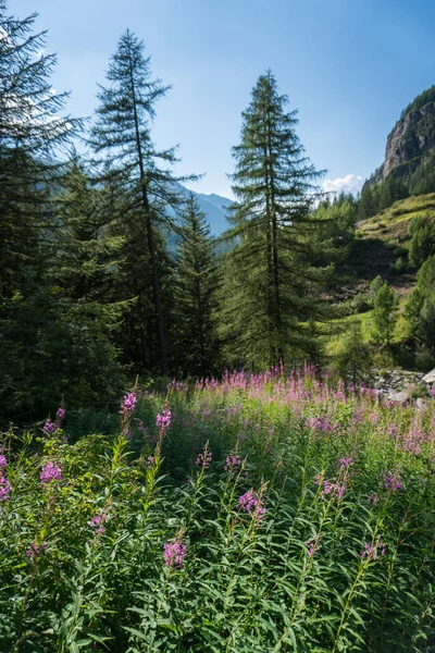 Alpské Květiny Údolí Létě — Stock fotografie