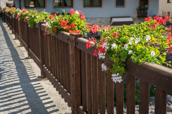 Alpenbloemen Het Dal Zomer — Stockfoto