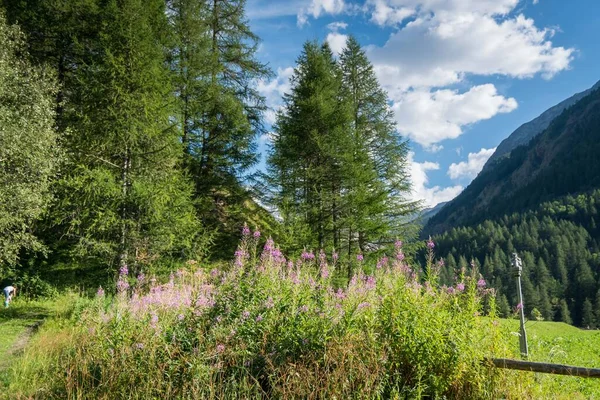 Fiori Alpini Nella Valle Estate — Foto Stock