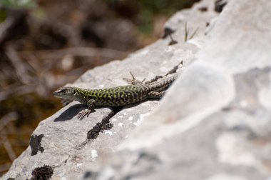 Podarcis sicula, yeşil ve mavi Cilento kertenkelesi güneş banyosu