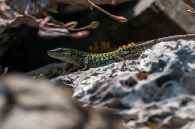 Podarcis sicula, yeşil ve mavi Cilento kertenkelesi güneş banyosu