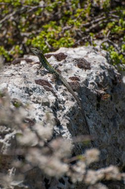 Podarcis sicula, yeşil ve mavi Cilento kertenkelesi güneş banyosu