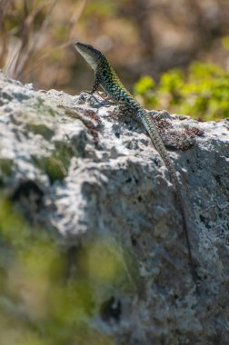 Podarcis sicula, yeşil ve mavi Cilento kertenkelesi güneş banyosu