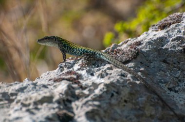 Podarcis sicula, yeşil ve mavi Cilento kertenkelesi güneş banyosu