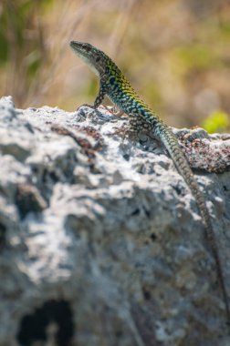 Podarcis sicula, yeşil ve mavi Cilento kertenkelesi güneş banyosu