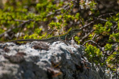 Matera çevresindeki Gravina nehir vadisinin panoramik manzarası
