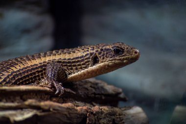 Kertenkele dalda güneşleniyor