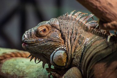 Güneşte duran iguanalı iguana.