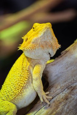 Büyük tropikal sarı kertenkele bir dalda dinleniyor.