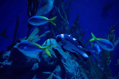 Akvaryumun içindeki mavi tropikal balıklar
