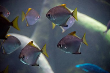 Sarı yüzgeçli balıklar açık denizde yüzer.