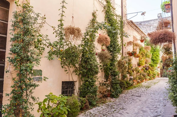 alley with decorative flowers in the historic center of a medieval town in Umbria Italy