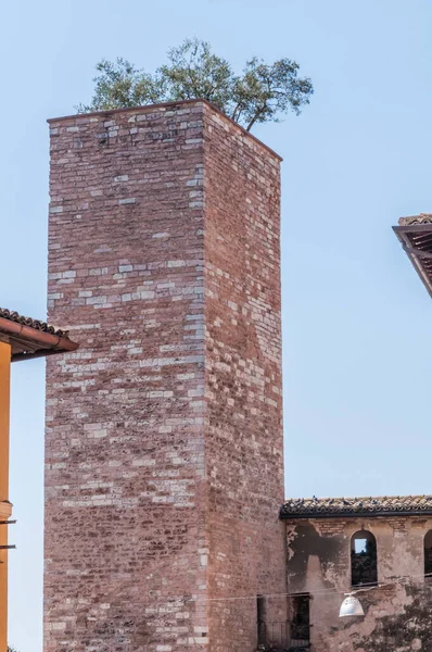 Středověká Kamenná Věž Olivovníkem Vrcholu Historickém Centru Středověkého Města — Stock fotografie