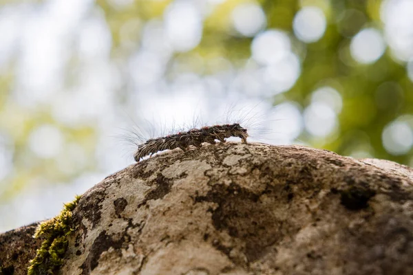 Hairy Caterpillar Walks Rock — Stock Photo, Image