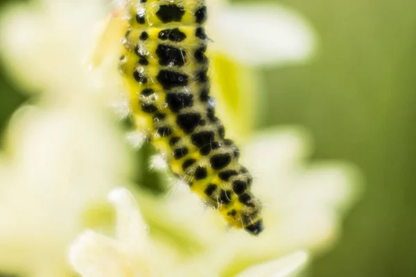 草地上花朵上的毛虫 — 图库照片