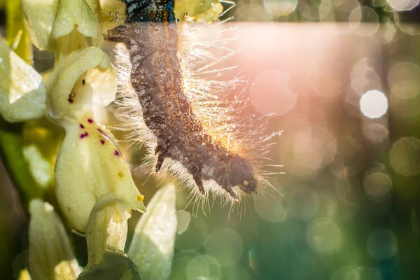 Çayırdaki Çiçekteki Tırtıl — Stok fotoğraf