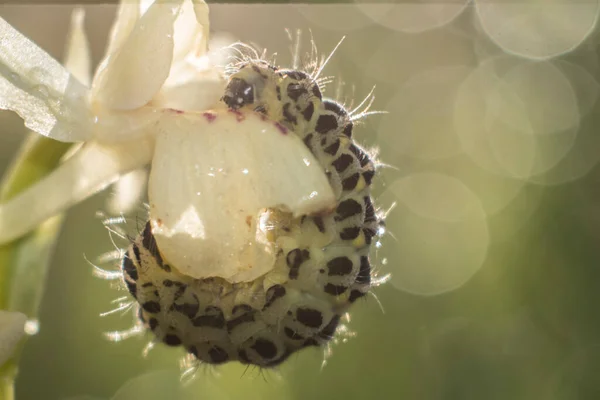 Çayırdaki Çiçekteki Tırtıl — Stok fotoğraf