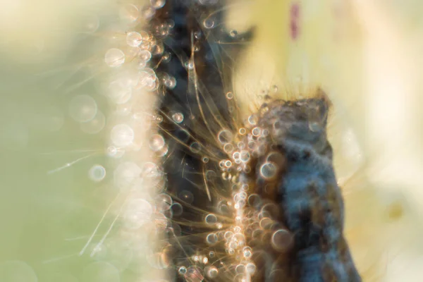 초원에 추상적 애벌레 버블보케 — 스톡 사진