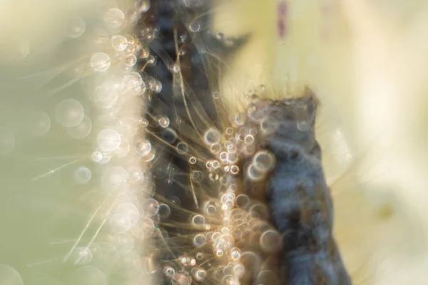 Abstract Caterpillar Flower Meadow Bubble Bokeh — Stock Photo, Image