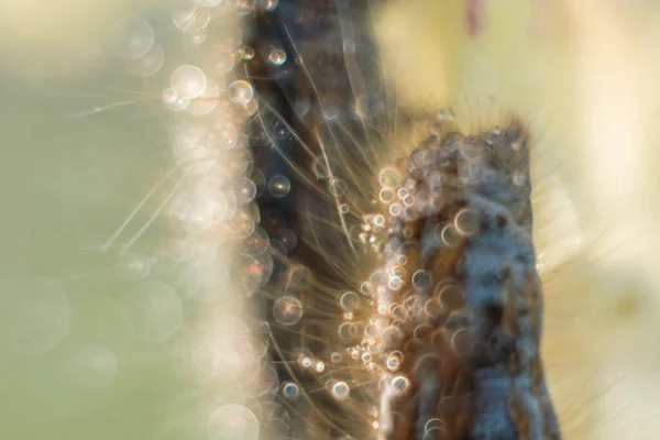 Çayırdaki Çiçek Üzerindeki Soyut Tırtıl Kabarcık Bokeh — Stok fotoğraf