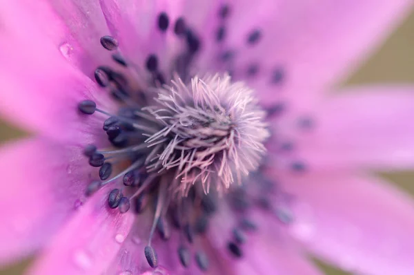Spring Blooms Anemones Meadows — Stock Photo, Image
