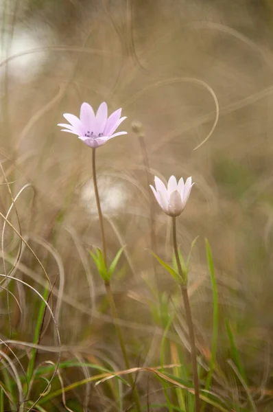 Vår Blommar Anemoner Ängarna — Stockfoto