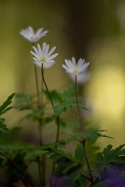 Anemonoides Apennina Flowering Wild Apennine Anemones — Stock Photo, Image