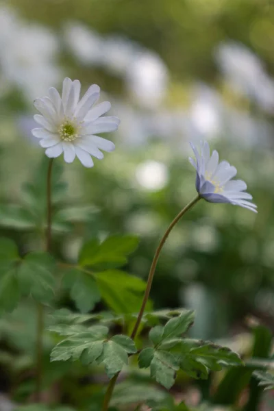 Anemonoides Apennina Flowering Wild Apennine Anemones — Stock Photo, Image