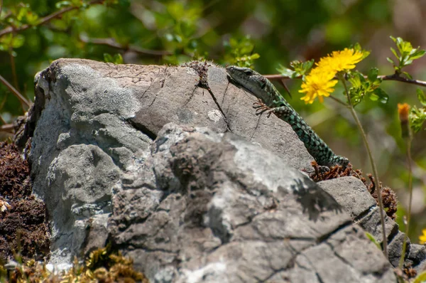 Podarcis Sicula Зелёная Синяя Ящерица Cilento Загорающая Камне — стоковое фото