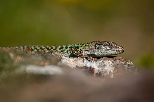 Podarcis Sicula Green Blue Cilento 도마뱀 일광욕 — 스톡 사진