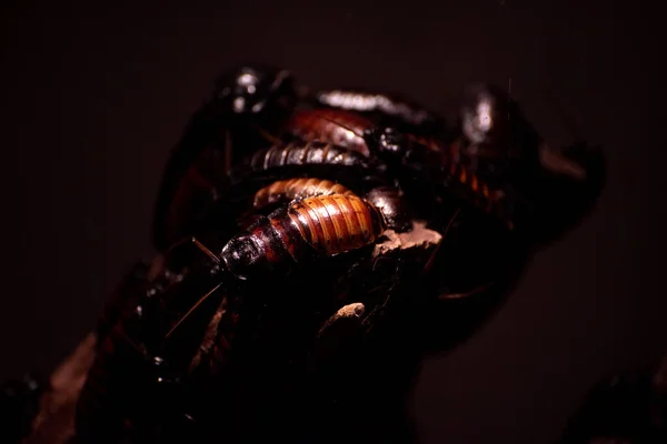 Stapel Hongerige Kakkerlakken — Stockfoto