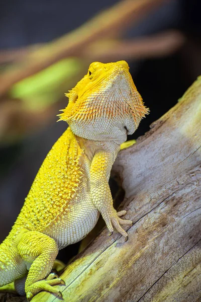 Large Tropical Yellow Lizard Rests Branch — Stock Photo, Image