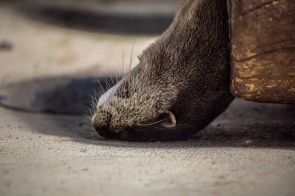 Otter Rust Een Boomstam Het Eten — Stockfoto