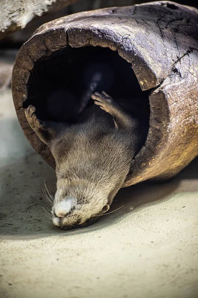 Otter Rests Log Eating — Stock Photo, Image