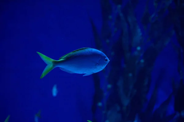 Синие Тропические Рыбы Внутри Аквариума — стоковое фото