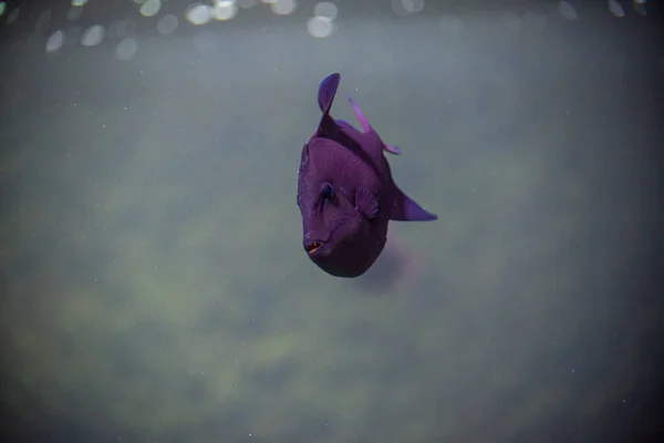 Фіолетова Риба Всередині Акваріума Плаває Плавно — стокове фото