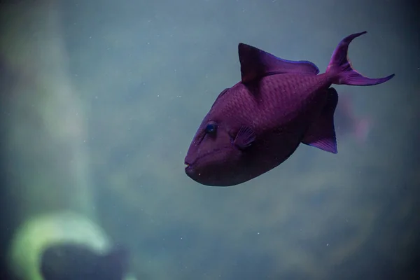 Ikan Ungu Dalam Akuarium Berenang Dengan Tenang — Stok Foto