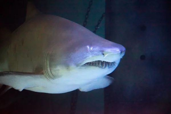 Большая Акула Аквариуме Перед Посетителями Позволяет Себе — стоковое фото