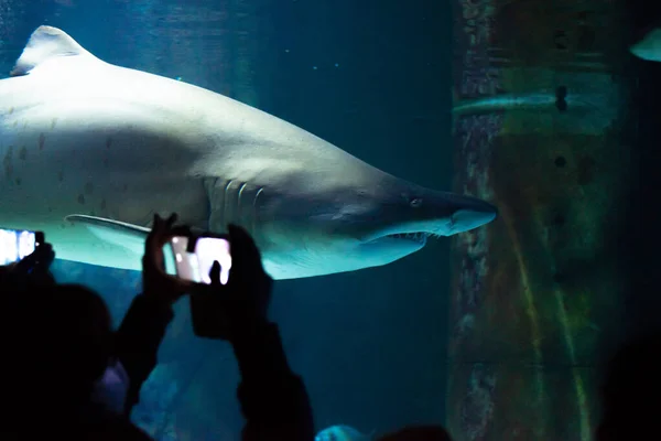 Большая Акула Аквариуме Перед Посетителями Позволяет Себя Сфотографировать — стоковое фото