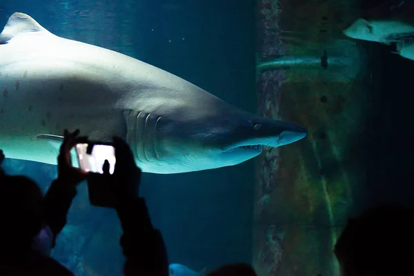 Grande Tubarão Aquário Frente Dos Visitantes Deixa Fotografar — Fotografia de Stock