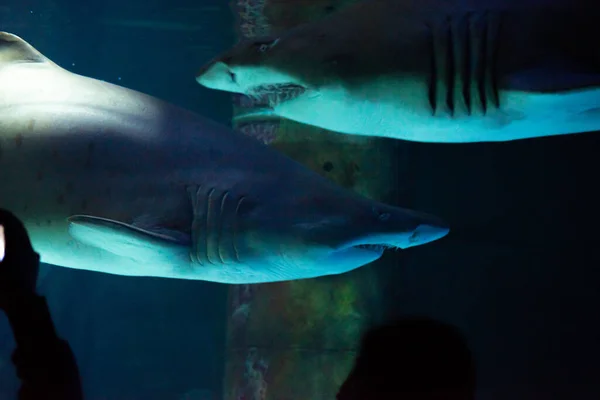 Большая Акула Аквариуме Перед Посетителями Позволяет Себя Сфотографировать — стоковое фото