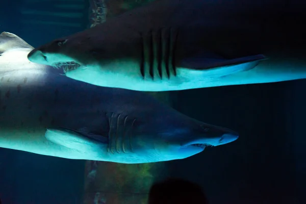 Gran Tiburón Acuario Delante Los Visitantes Deja Fotografiar — Foto de Stock