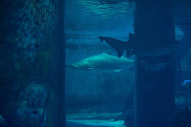 Akvaryumdaki büyük köpekbalığı ziyaretçilerin önünde fotoğrafının çekilmesine izin veriyor.